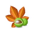 Chestnut with leaves vector illustration. Healthy organic vegeterian food.