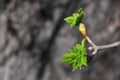 Chestnut let loose young leaves and flower buds in the spring Royalty Free Stock Photo