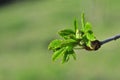 Chestnut let loose young leaves and flower buds in the spring Royalty Free Stock Photo