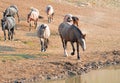 Chestnut liver bay roan at water hole with herd of wild horses at the waterhole in Pryor Mountains Wild Horse Range in Montana USA Royalty Free Stock Photo