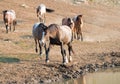 Chestnut liver bay roan at water hole with herd of wild horses at the waterhole in the Pryor Mountains Wild Horse Range Royalty Free Stock Photo