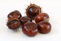 Chestnut macro Royalty Free Stock Photo
