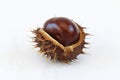 Chestnut macro Royalty Free Stock Photo