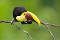 Chestnut-mandibled Toucan, from Central America.