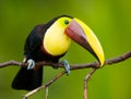 Chestnut-mandibled Toucan, from Central America.