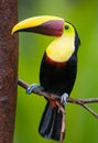 Chestnut-mandibled Toucan, from Central America.