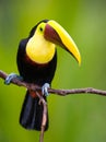 Chestnut-mandibled Toucan, from Central America.