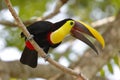 Chestnut-mandibled Toucan perched in a tree - Gamboa, Panama Royalty Free Stock Photo