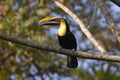 Chestnut-mandibled Toucan Royalty Free Stock Photo