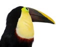 Chestnut-mandibled Toucan - Ramphastos swainsonii