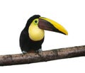 Chestnut-mandibled Toucan - Ramphastos swainsonii