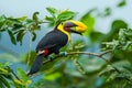 Chestnut-Mandibled Toucan