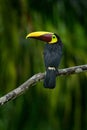 Chestnut-mandibled toucan sitting on branch in tropical rain with green jungle background. Wildlife scene from tropic jungle. Anim