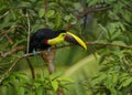 Chestnut-mandibled Toucan, Costa Rica