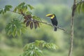 Chestnut-mandibled Toucan, Costa Rica