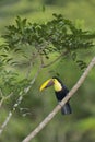 Chestnut-mandibled Toucan, Costa Rica