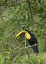 Chestnut-mandibled Toucan, Costa Rica