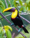 Chestnut mandibled toucan, in the wilds of Central America