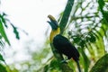 Chestnut-mandibled Toucan (Ramphastos swainsonii) in a Costa Rican jungle