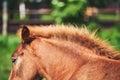 Chestnut mane on young horse close-up Royalty Free Stock Photo