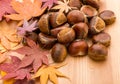 Chestnut and maple Royalty Free Stock Photo