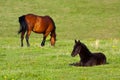 Chestnut mare and black foal Royalty Free Stock Photo