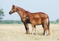 Chestnut mare and foal