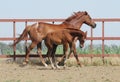 Chestnut mare and foal