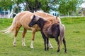 Chestnut mare and foal in field Royalty Free Stock Photo