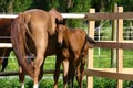 Horses - closeup brown mare and her cute looking foal standing on a green pasture near a fence on a sunny summer day Royalty Free Stock Photo