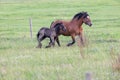 A Chestnut Mare and Her Young Foal Trotting Together Across the Lush Green Pasture Royalty Free Stock Photo