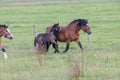 A Chestnut Mare and Her Young Foal Trotting Together Across the Lush Green Pasture Royalty Free Stock Photo