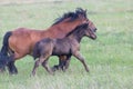 A Chestnut Mare and Her Young Foal Trotting Together Across the Lush Green Pasture Royalty Free Stock Photo