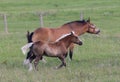 A Chestnut Mare and Her Young Foal Trotting Together Across the Lush Green Pasture Royalty Free Stock Photo