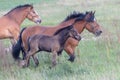 A Chestnut Mare and Her Young Foal Trotting Together Across the Lush Green Pasture Royalty Free Stock Photo