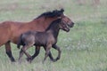 A Chestnut Mare and Her Young Foal Trotting Together Across the Lush Green Pasture Royalty Free Stock Photo