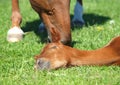 Chestnut mare  near a sleeping foal Royalty Free Stock Photo