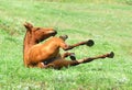 Chestnut mare rolling in the grass on pasture Royalty Free Stock Photo