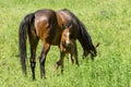 Chestnut mare with very young foal grazing on a spring pasture Royalty Free Stock Photo