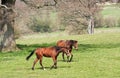 Chestnut mares crossing grassland