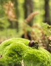 Chestnut on moss