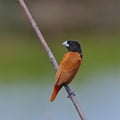 Chestnut Munia Royalty Free Stock Photo