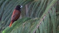 Chestnut munia or (Lonchura atricapilla), bird of Indonesia