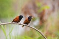 Chestnut Munia perching on a branch Royalty Free Stock Photo