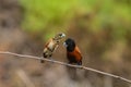 Chestnut Munia perching on a branch Royalty Free Stock Photo