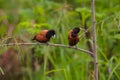 Chestnut Munia perching on a branch Royalty Free Stock Photo