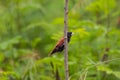 Chestnut Munia perching on a branch Royalty Free Stock Photo