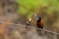 Chestnut Munia perching on a branch Royalty Free Stock Photo