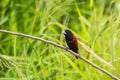 Chestnut Munia perching on a branch Royalty Free Stock Photo