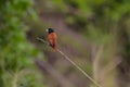 Chestnut Munia perching on a branch